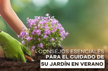 Persona con guantes plantando flores moradas en tierra con herramientas de jardinería